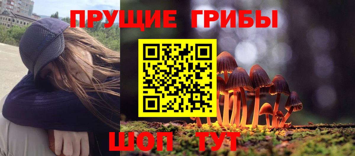 Псилоцибиновые грибы Psilocybe Сосновоборск